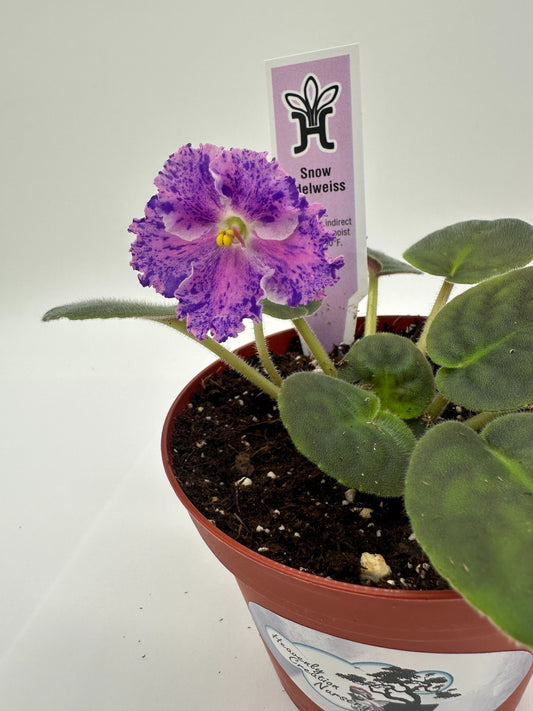 Snow Edelweiss - Live African Violet 4"
