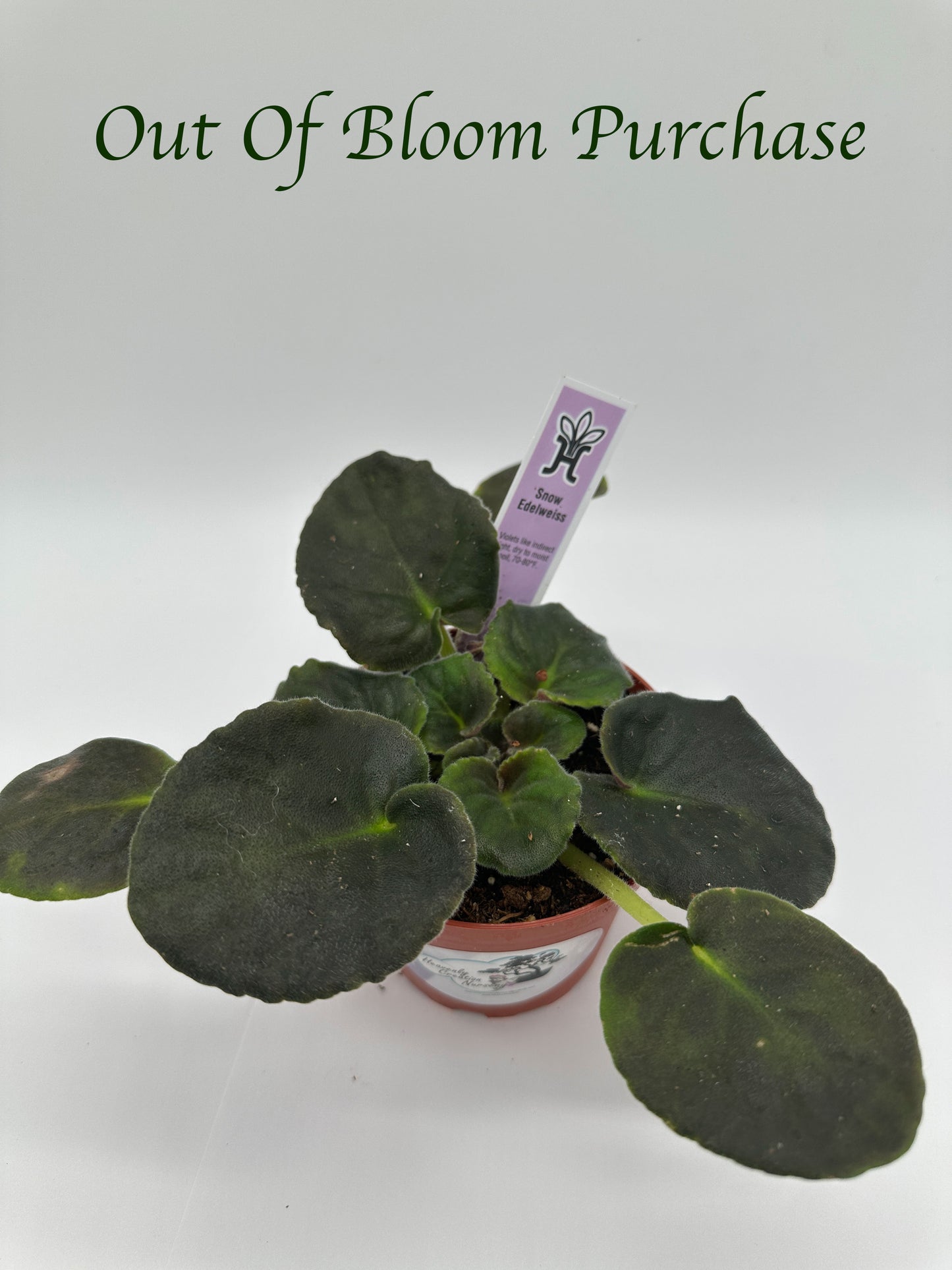 Snow Edelweiss - Live African Violet 4"