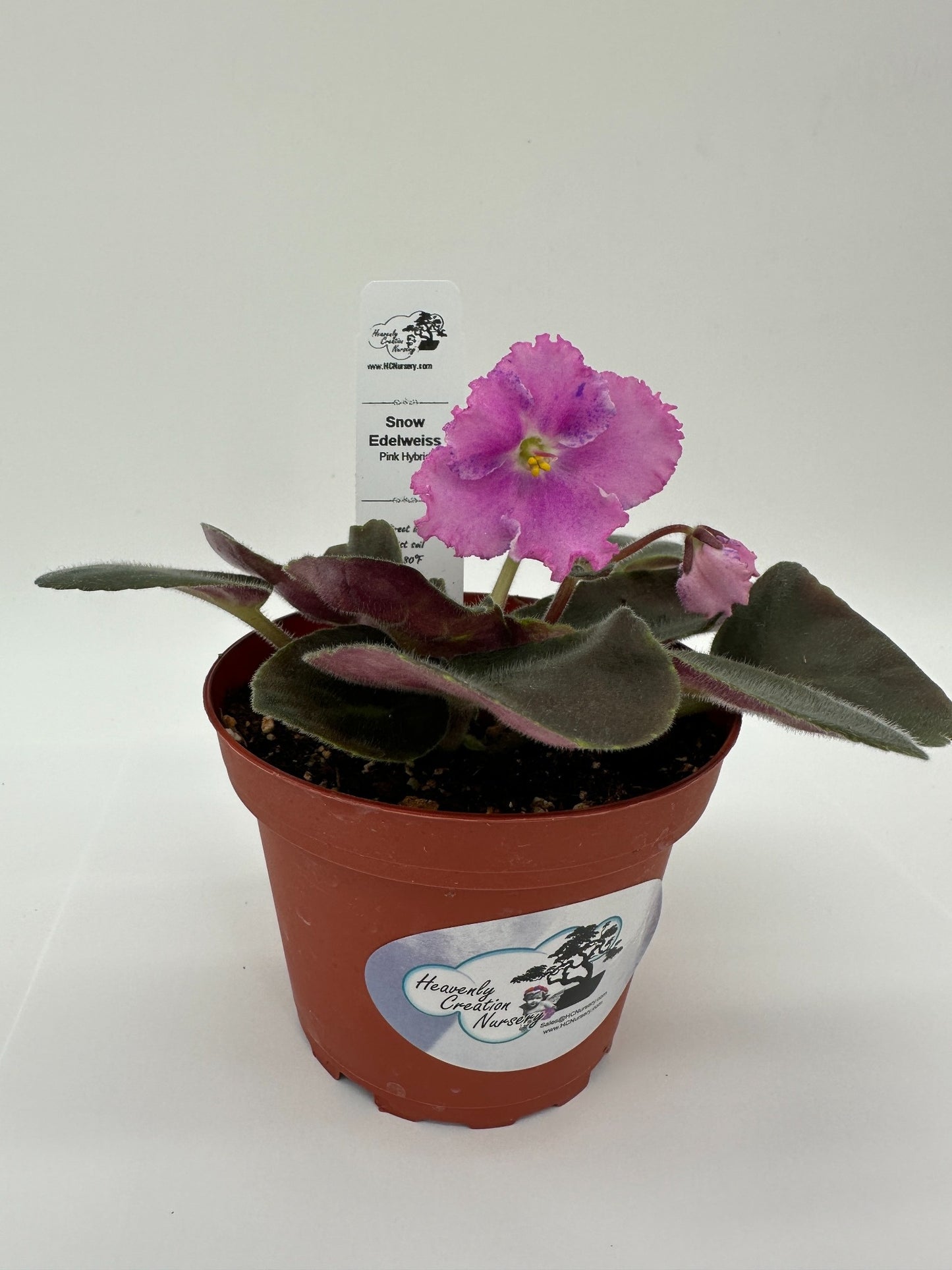 Snow Edelweiss - Pink Hybrid - Live African Violet 4