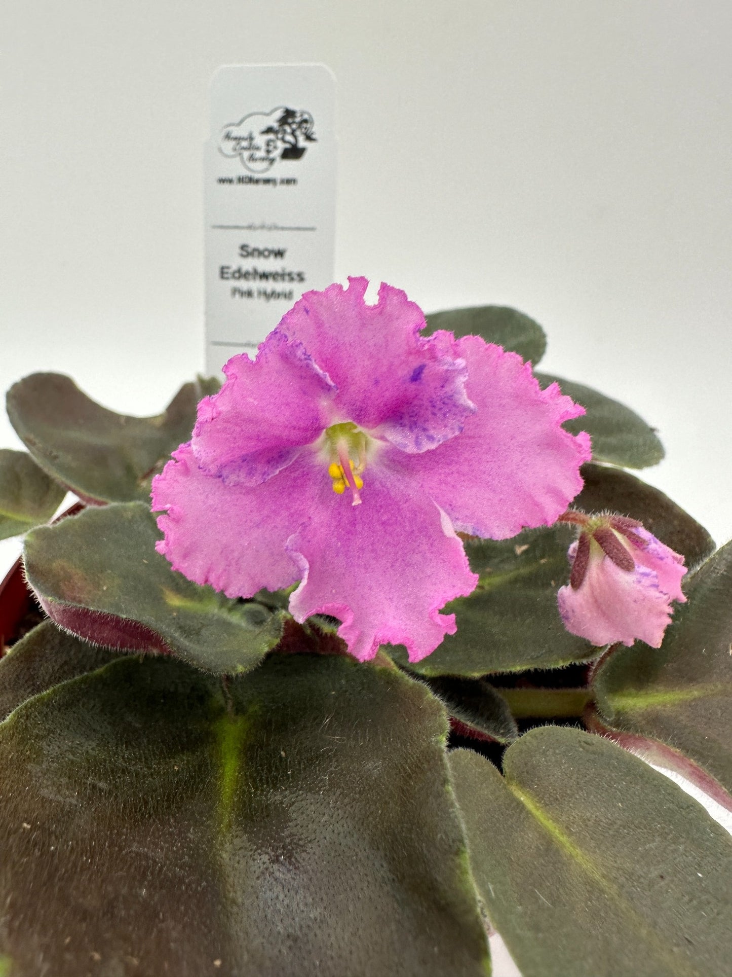 Snow Edelweiss - Pink Hybrid - Live African Violet 4
