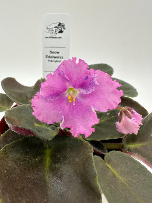 Snow Edelweiss - Pink Hybrid - Live African Violet 4