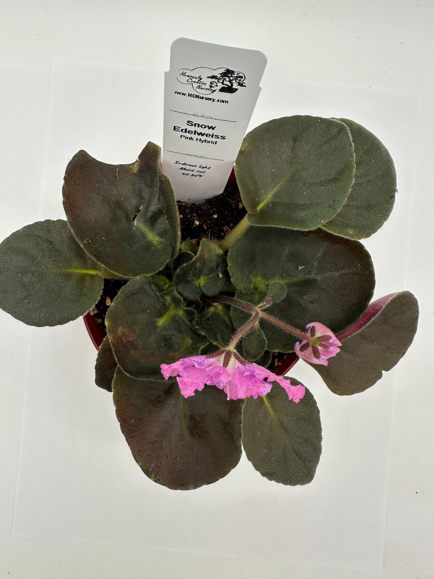 Snow Edelweiss - Pink Hybrid - Live African Violet 4