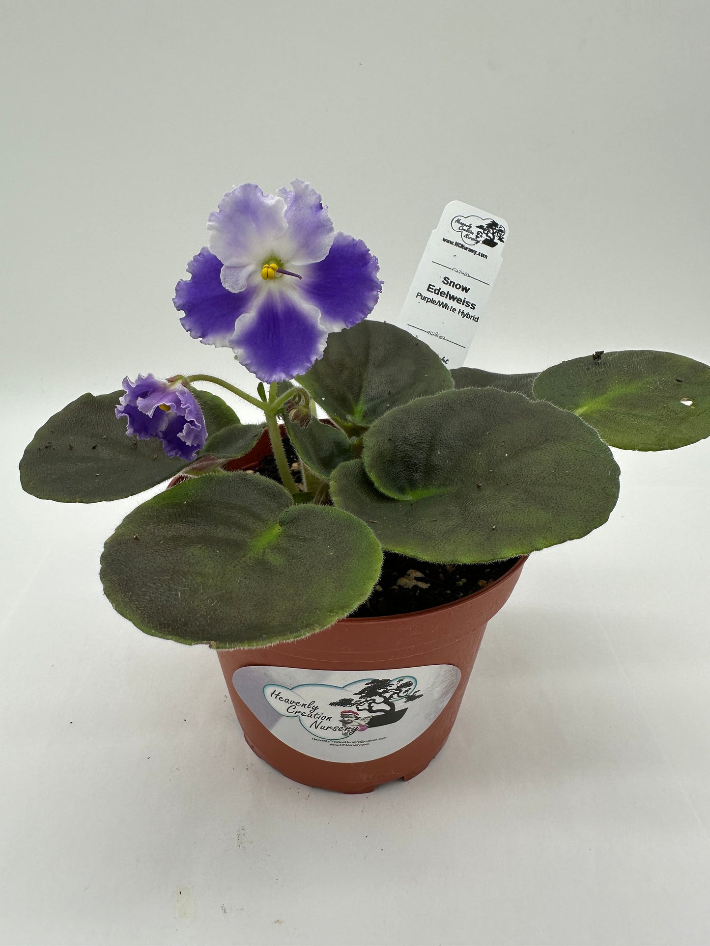 Snow Edelweiss - Purple/White Hybrid - Live African Violet 4"