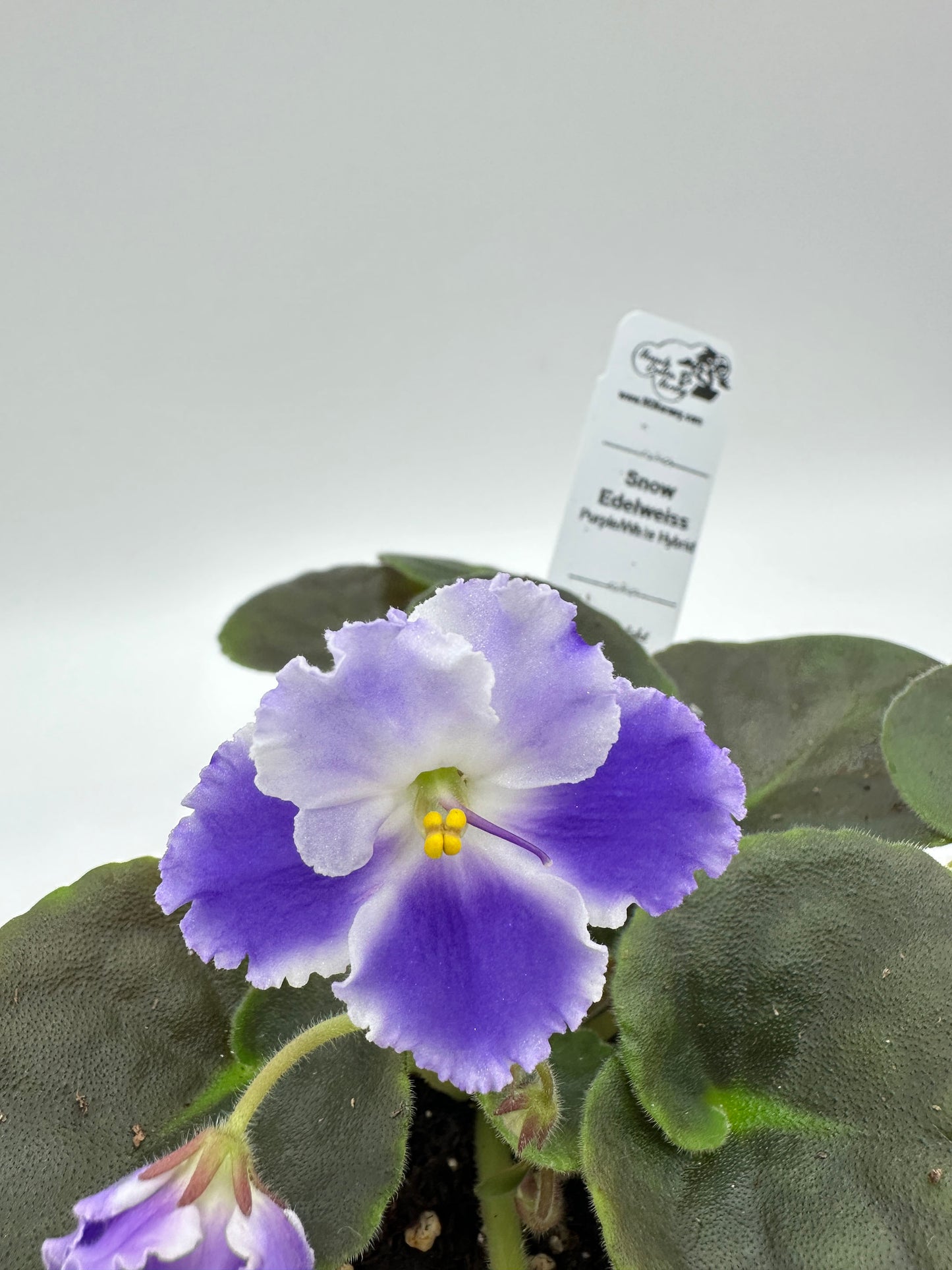 Snow Edelweiss - Purple/White Hybrid - Live African Violet 4"