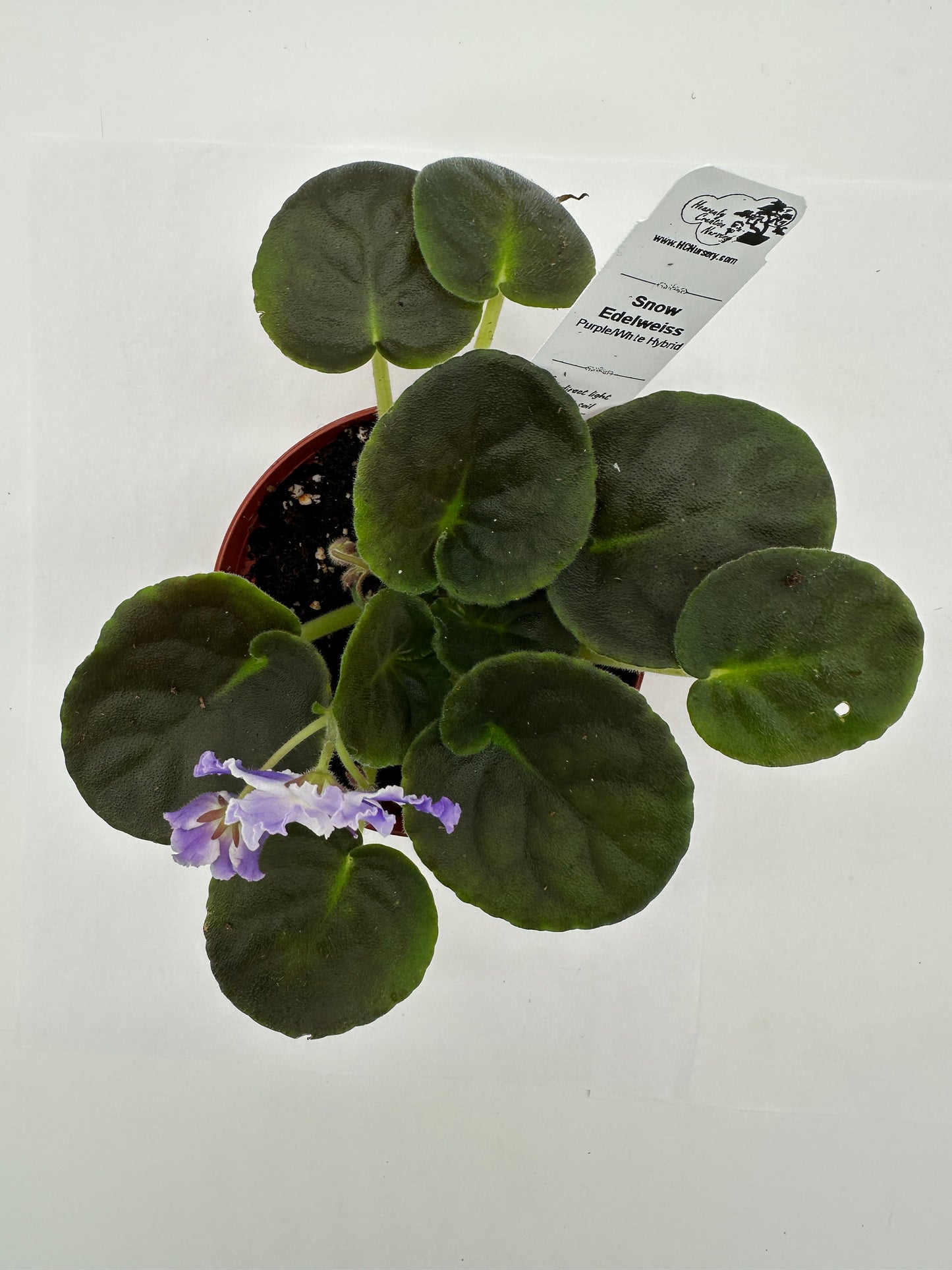 Snow Edelweiss - Purple/White Hybrid - Live African Violet 4"