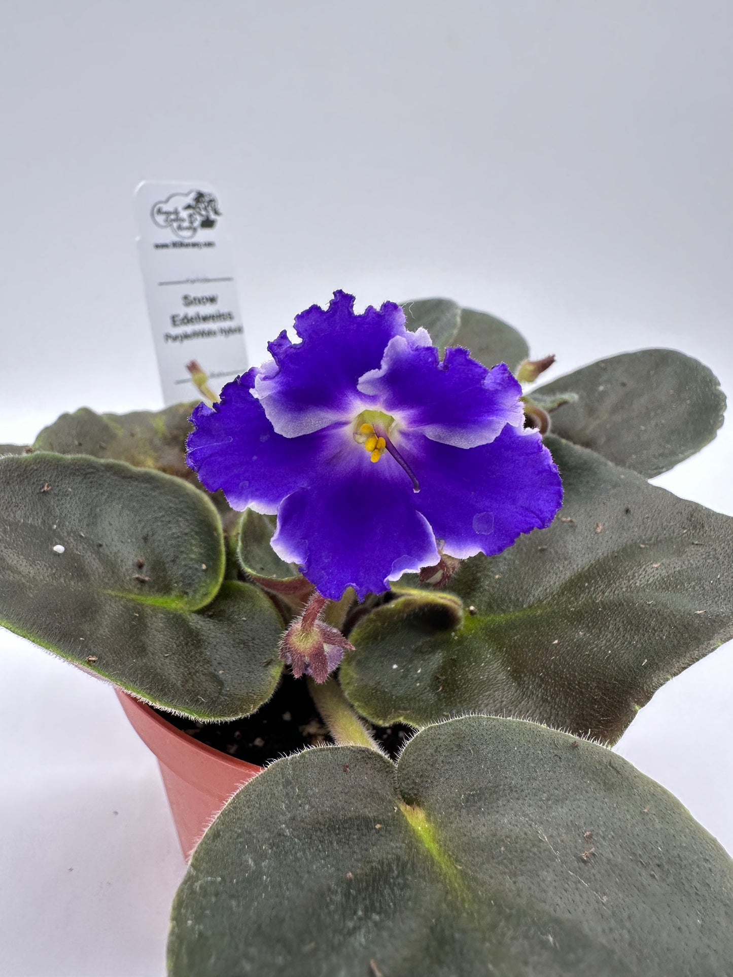 Snow Edelweiss - Purple/White Hybrid - Live African Violet 4"