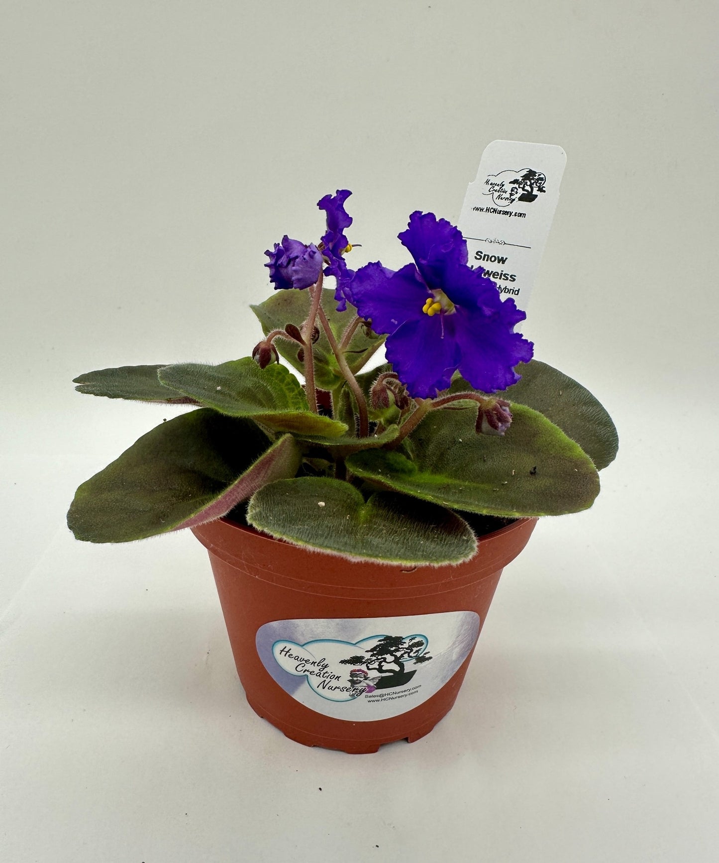 Snow Edelweiss - Solid Purple Hybrid - Live African Violet 4"
