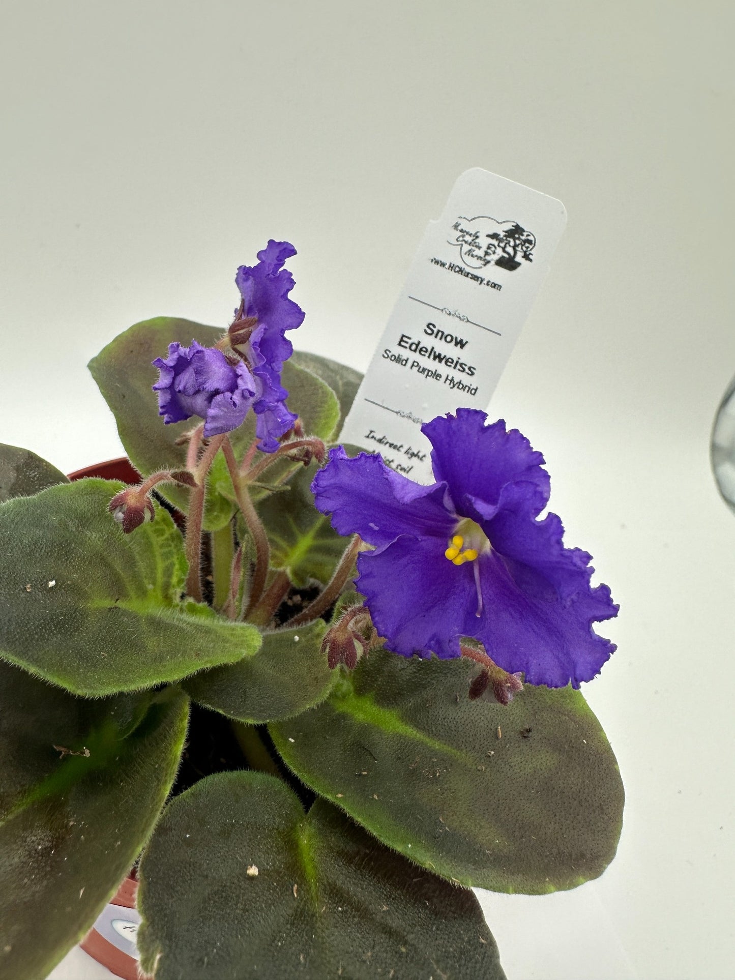 Snow Edelweiss - Solid Purple Hybrid - Live African Violet 4"