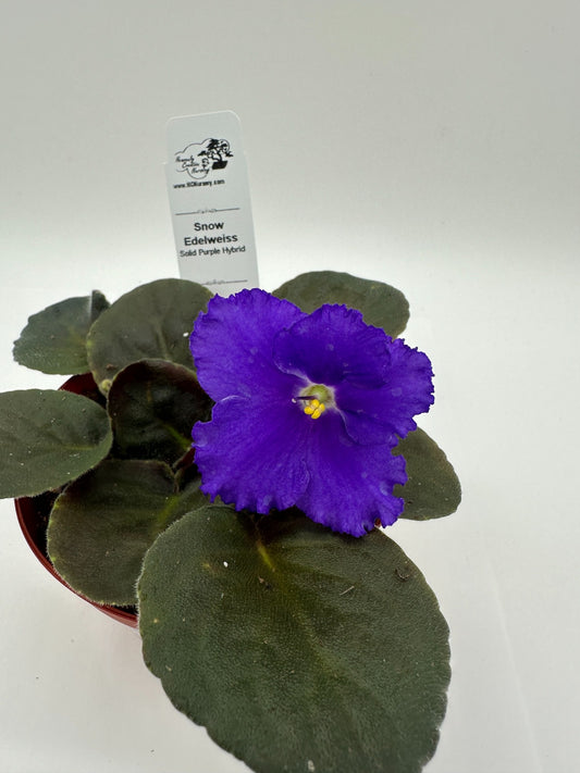 Snow Edelweiss - Solid Purple Hybrid - Live African Violet 4"