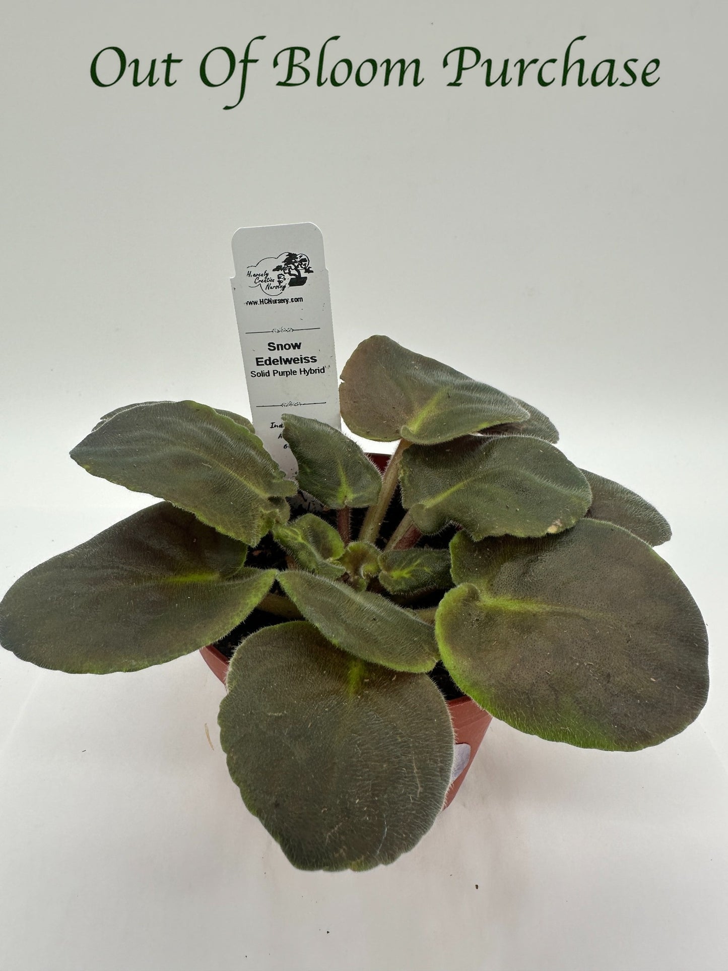 Snow Edelweiss - Solid Purple Hybrid - Live African Violet 4"