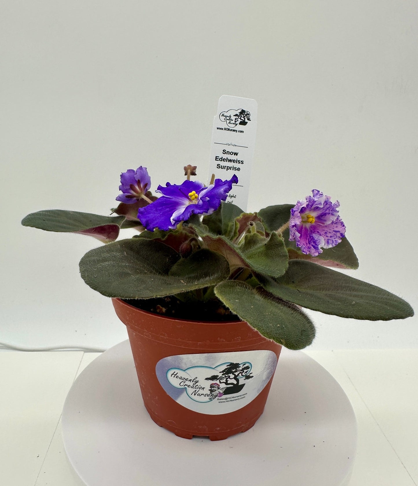 Snow Edelweiss - Surprise - Live African Violet 4"