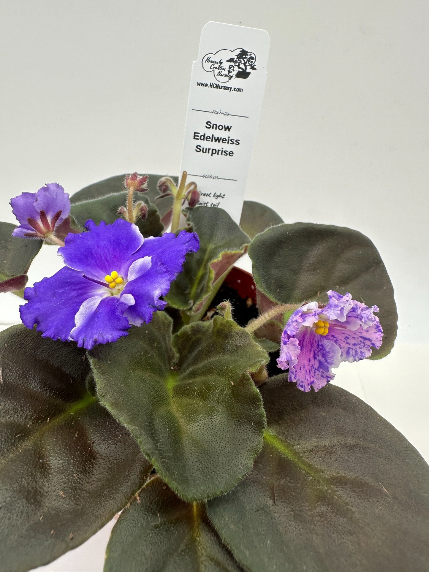 Snow Edelweiss - Surprise - Live African Violet 4"
