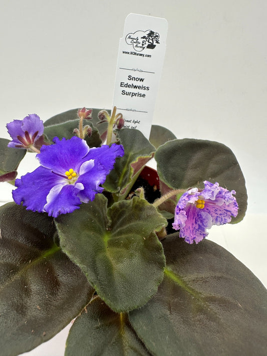 Snow Edelweiss - Surprise - Live African Violet 4"