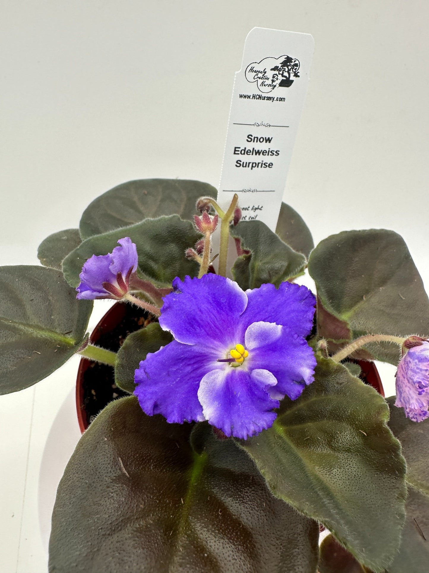 Snow Edelweiss - Surprise - Live African Violet 4"