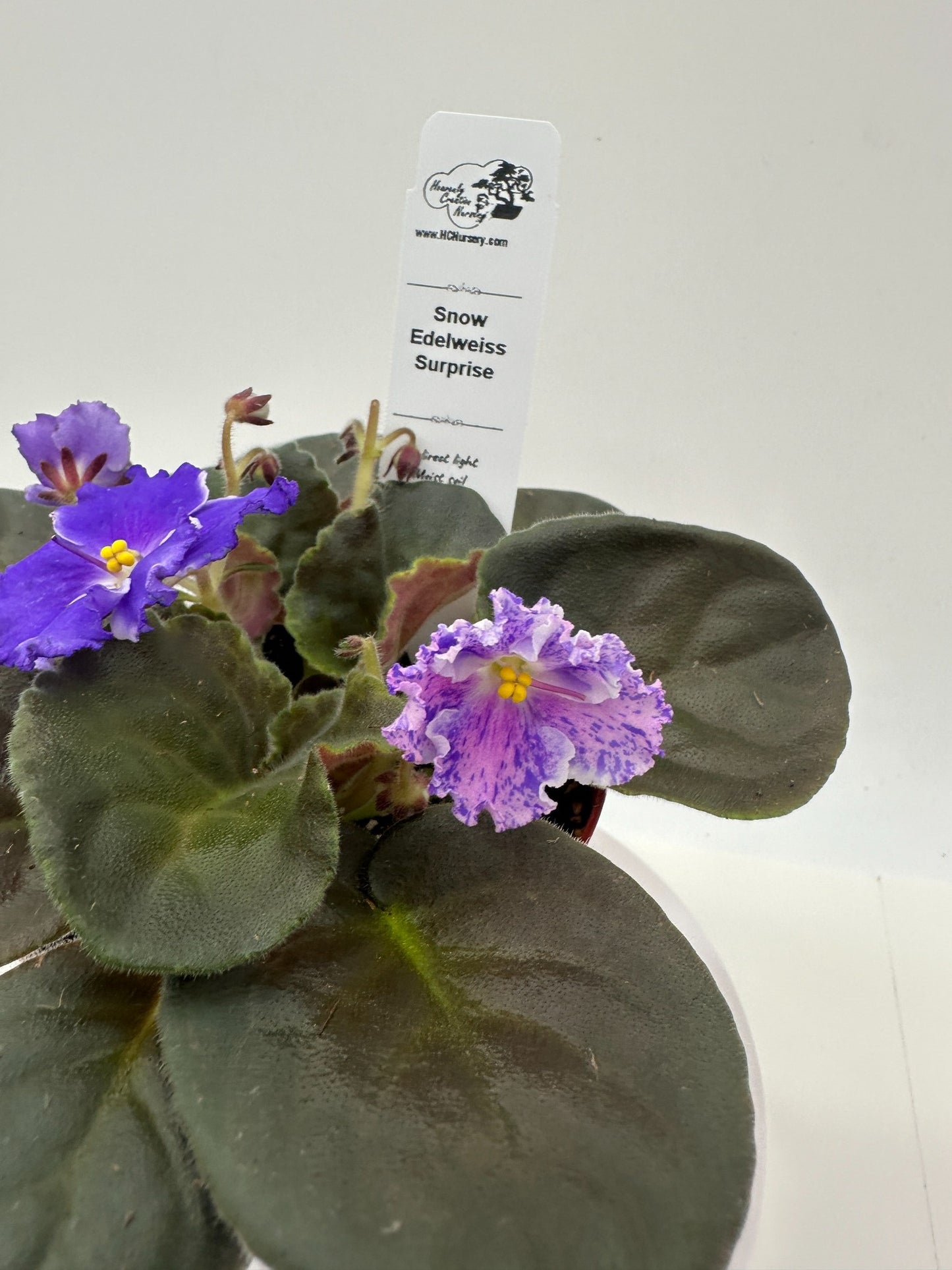 Snow Edelweiss - Surprise - Live African Violet 4"