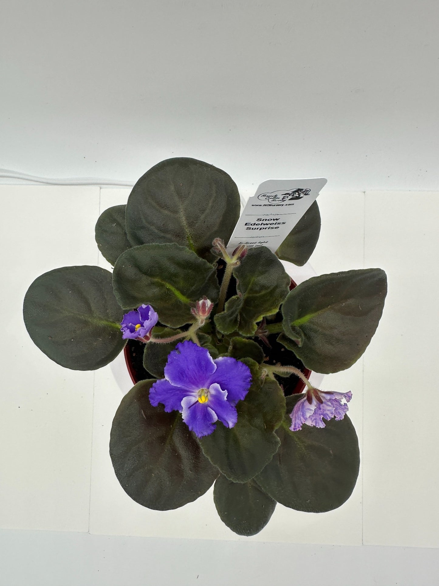 Snow Edelweiss - Surprise - Live African Violet 4"