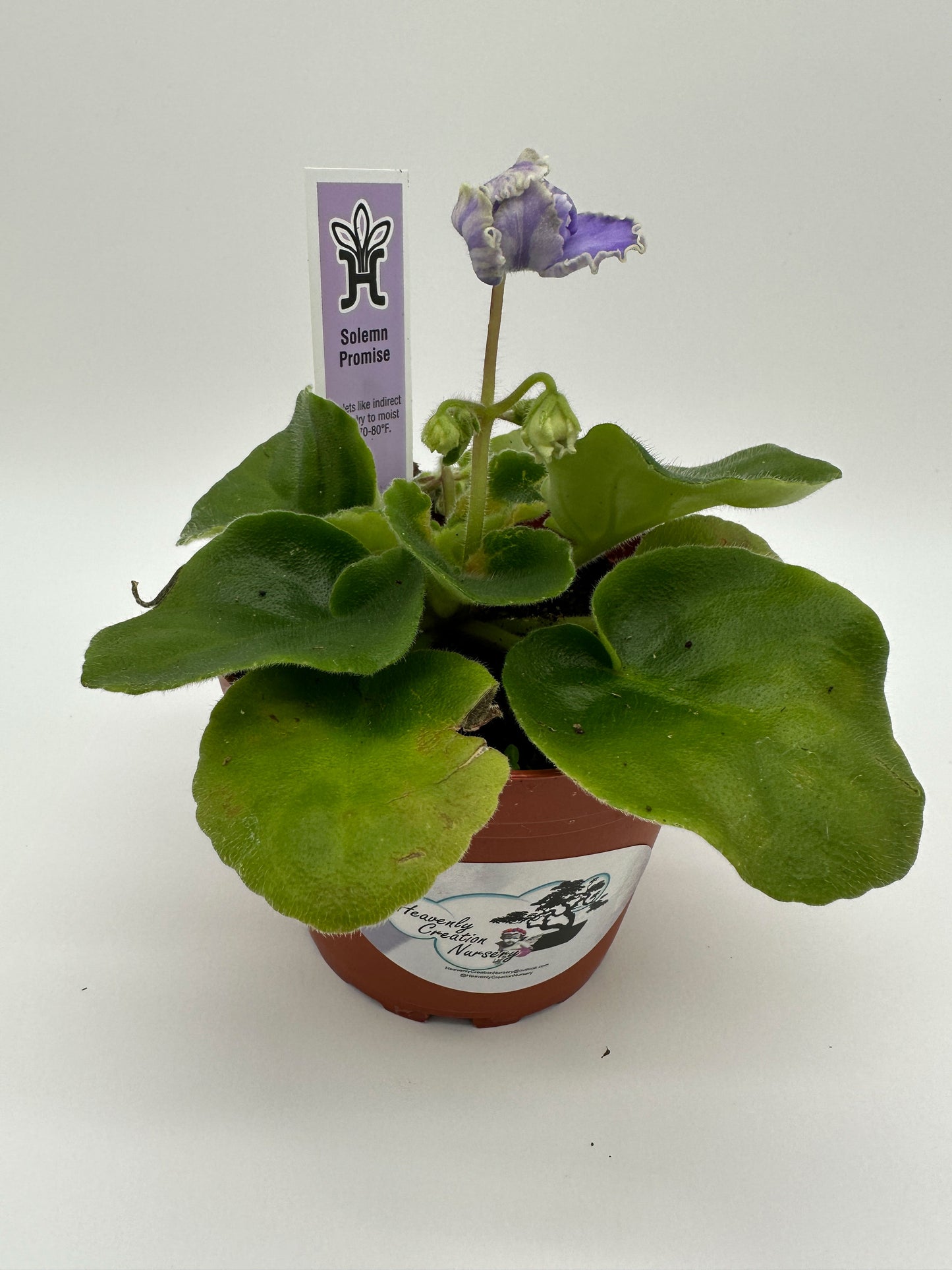 Solemn Promise - Live African Violet 4"