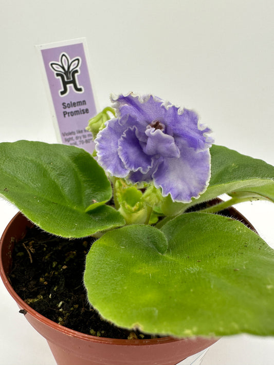 Solemn Promise - Live African Violet 4"