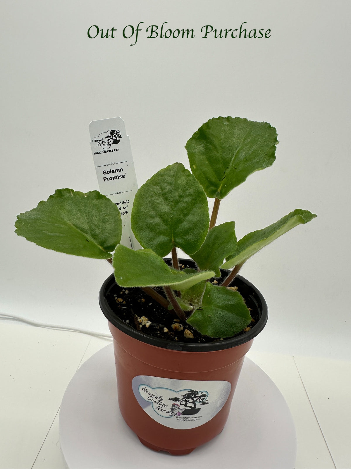 Solemn Promise - Live African Violet 4"