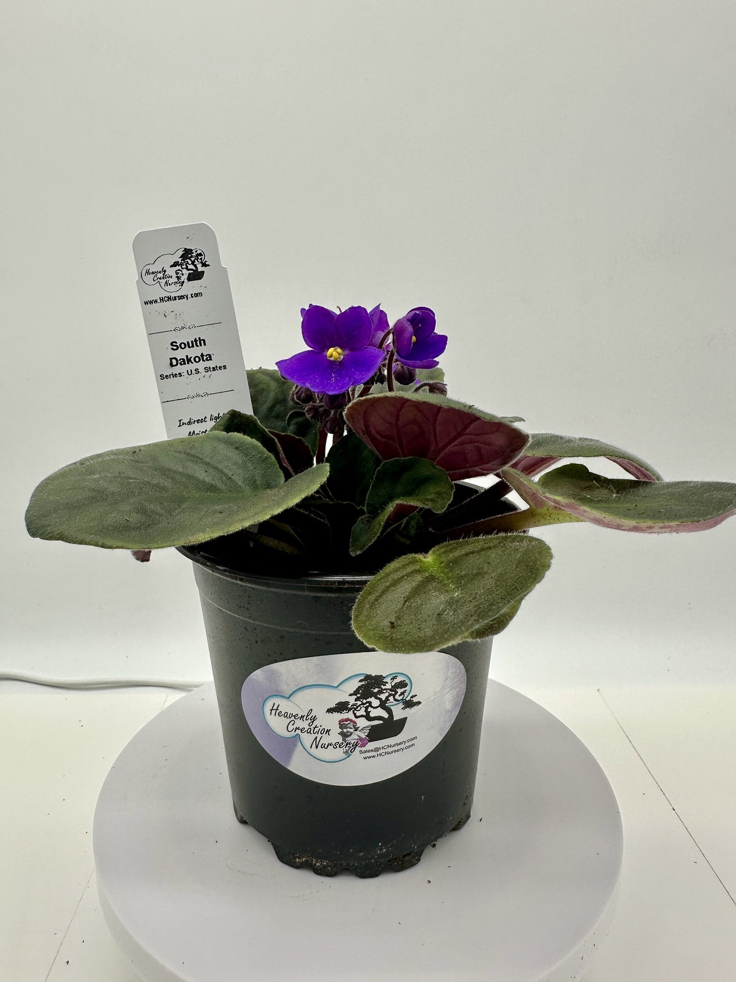 South Dakota - Live African Violet 4" - Series: U.S. States