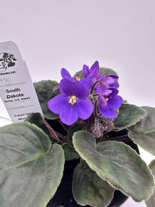 South Dakota - Live African Violet 4" - Series: U.S. States