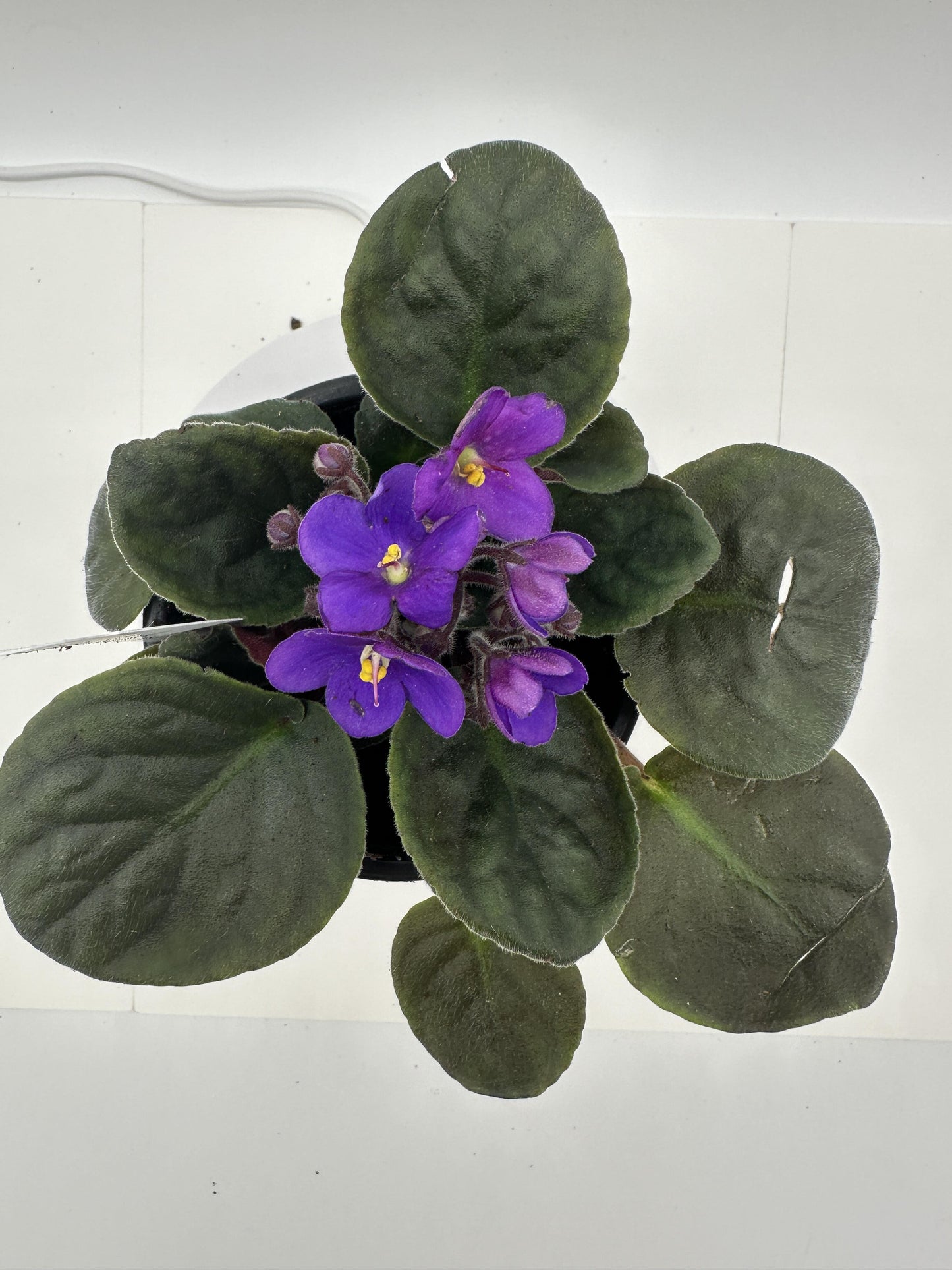 South Dakota - Live African Violet 4" - Series: U.S. States