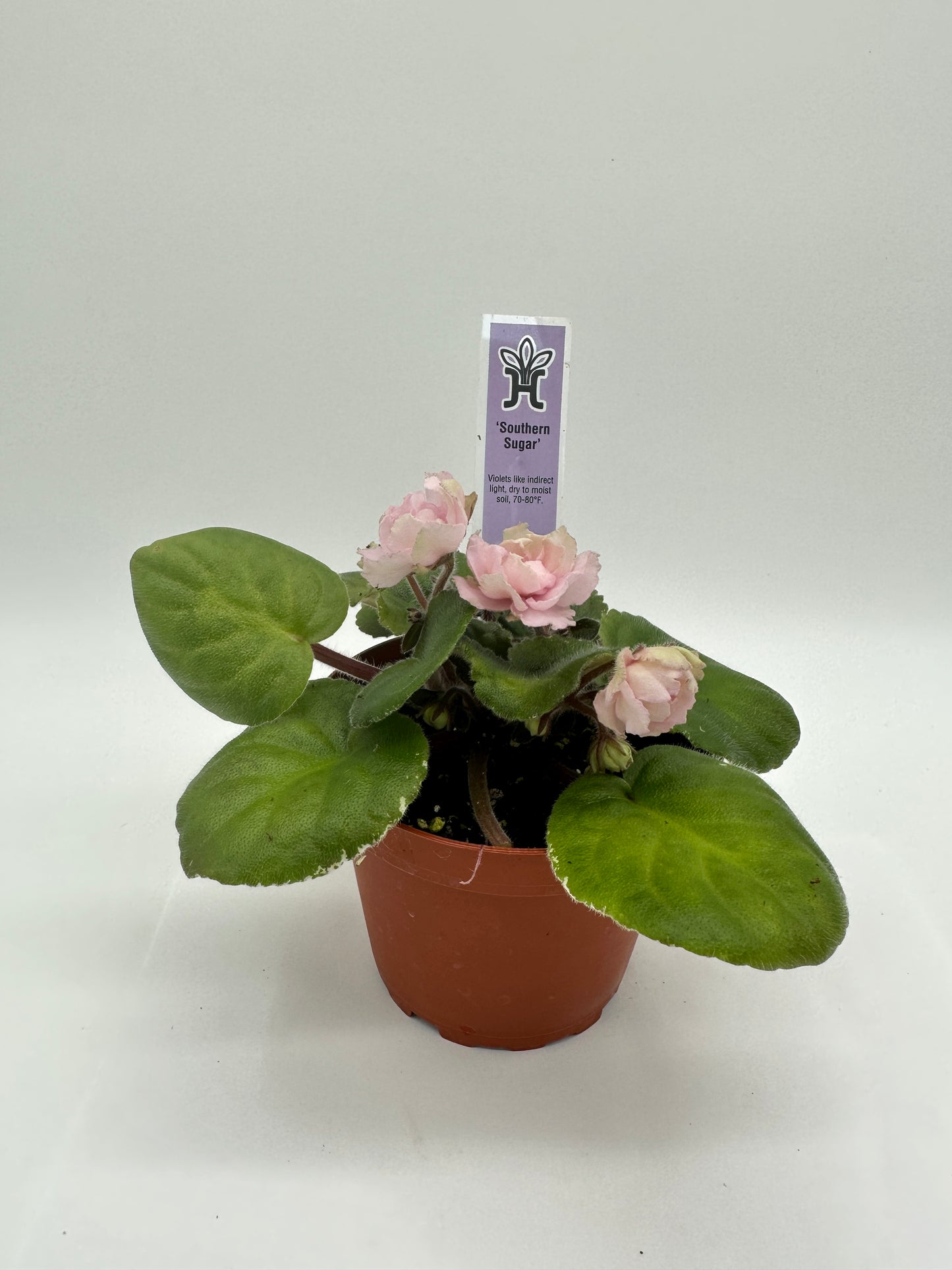 Southern Sugar - Live African Violet 4"