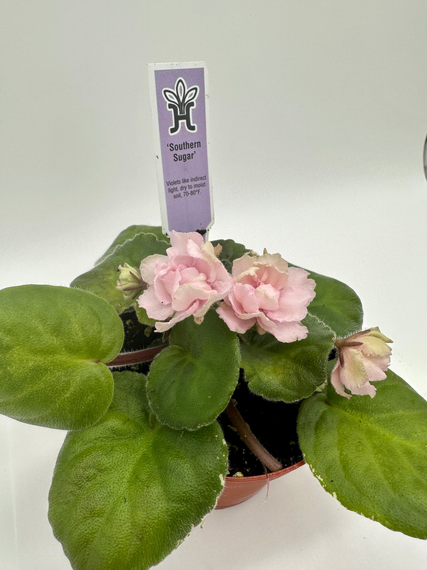 Southern Sugar - Live African Violet 4"