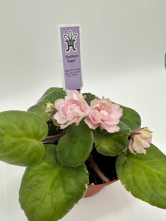 Southern Sugar - Live African Violet 4"