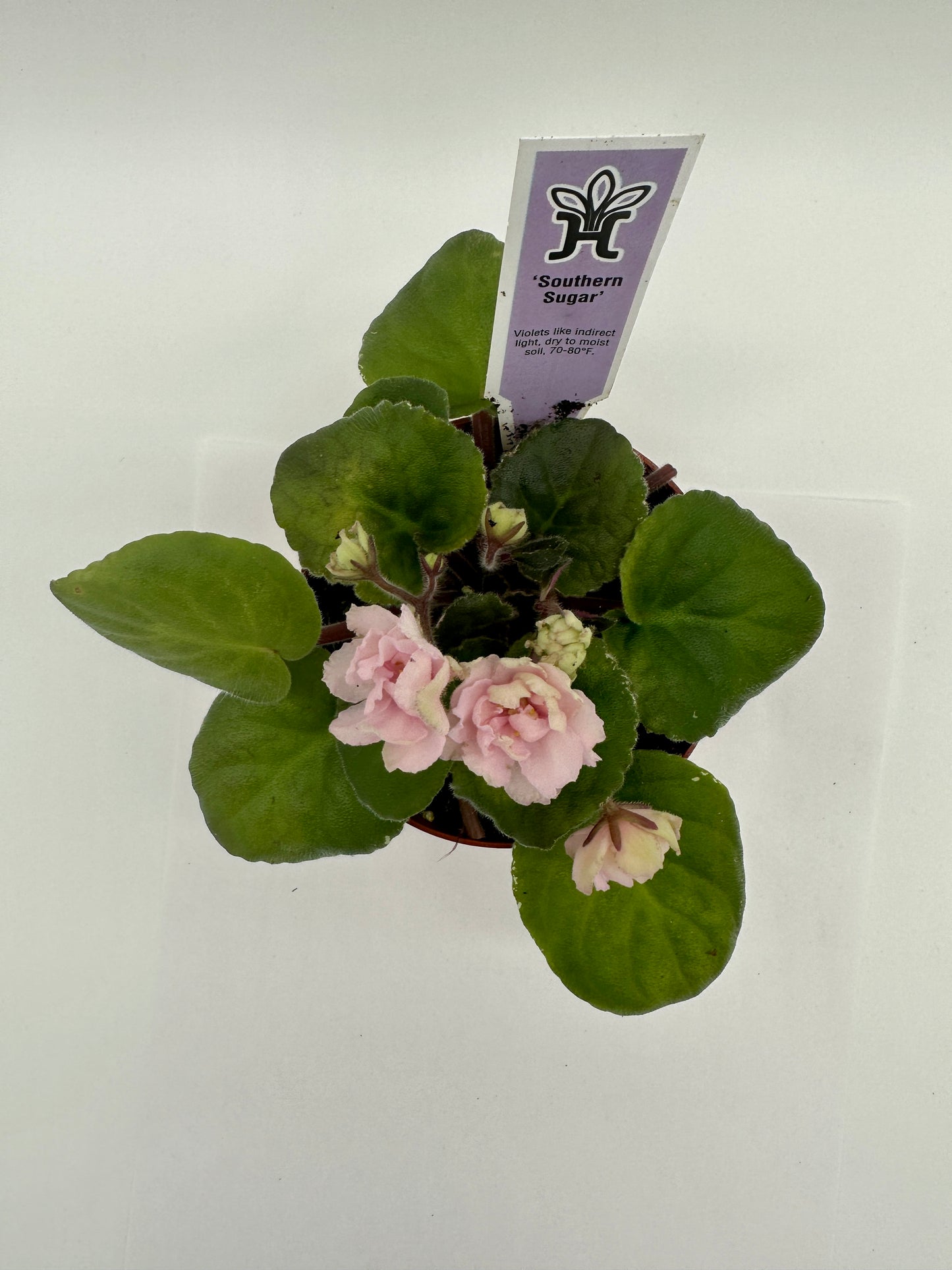 Southern Sugar - Live African Violet 4"