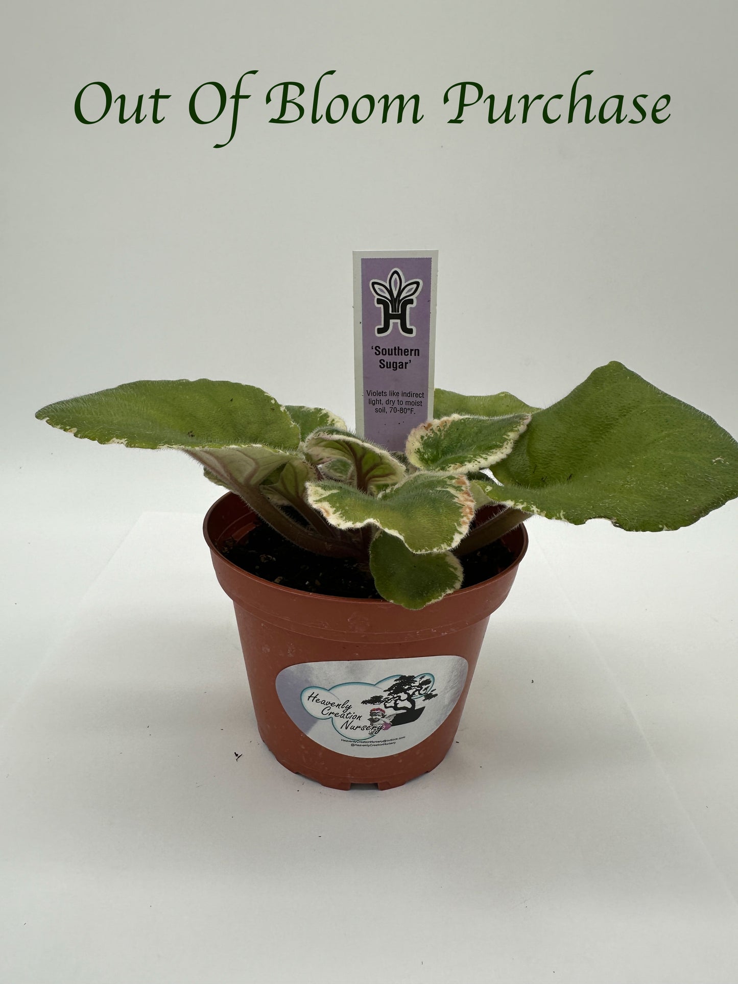 Southern Sugar - Live African Violet 4"