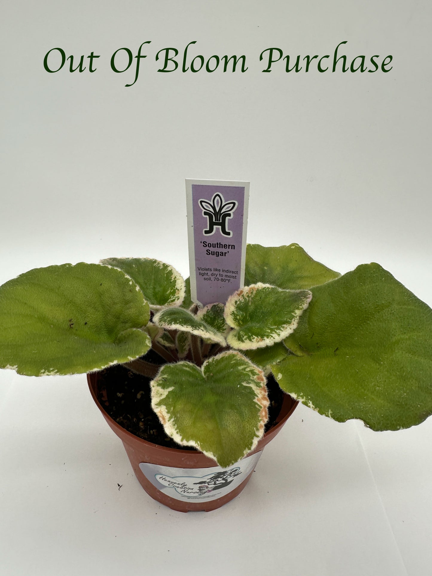 Southern Sugar - Live African Violet 4"