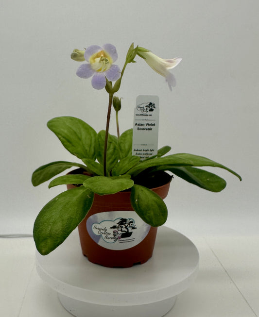 Souvenir Asian Violet (Primulina) - Live Plant 4"