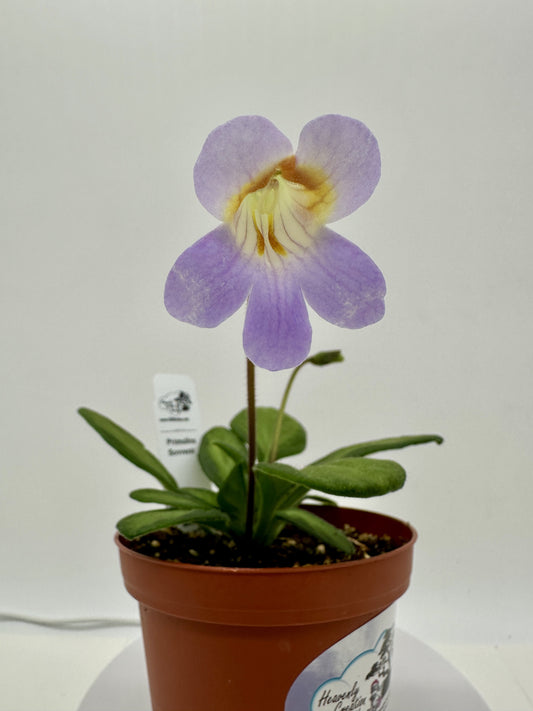 Souvenir Primulina (Asian Violet) - Live Plant 4"