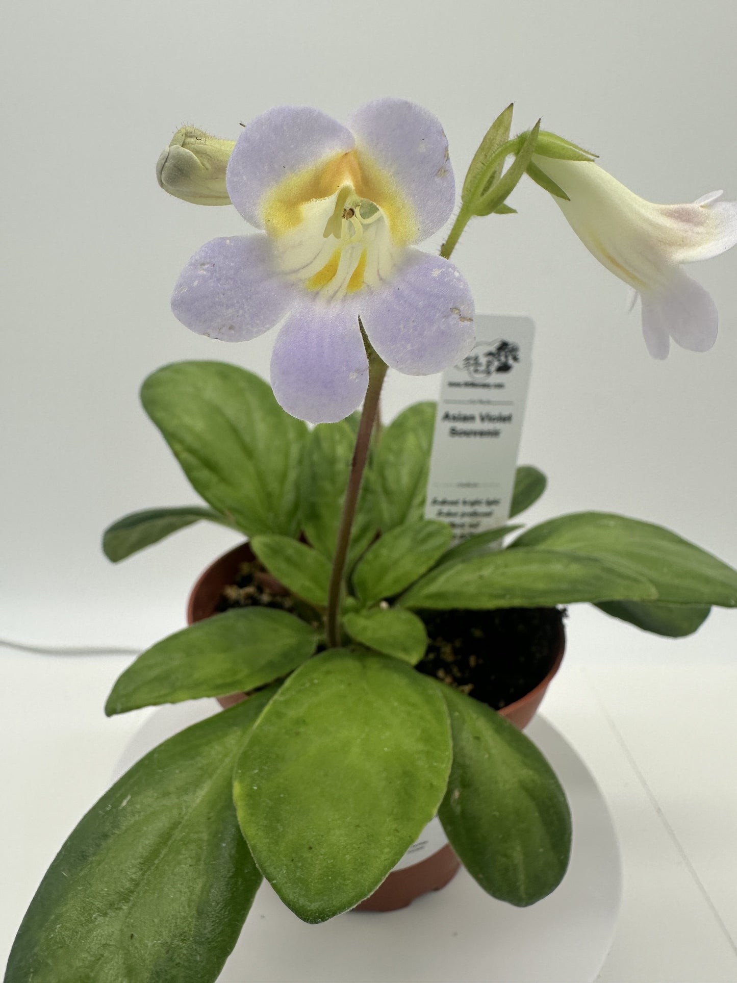 Souvenir Asian Violet (Primulina) - Live Plant 4"
