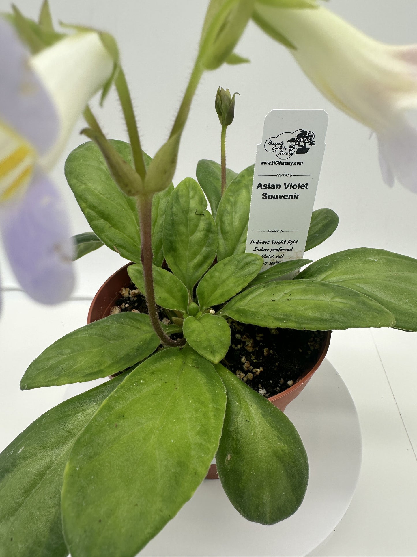 Souvenir Asian Violet (Primulina) - Live Plant 4"