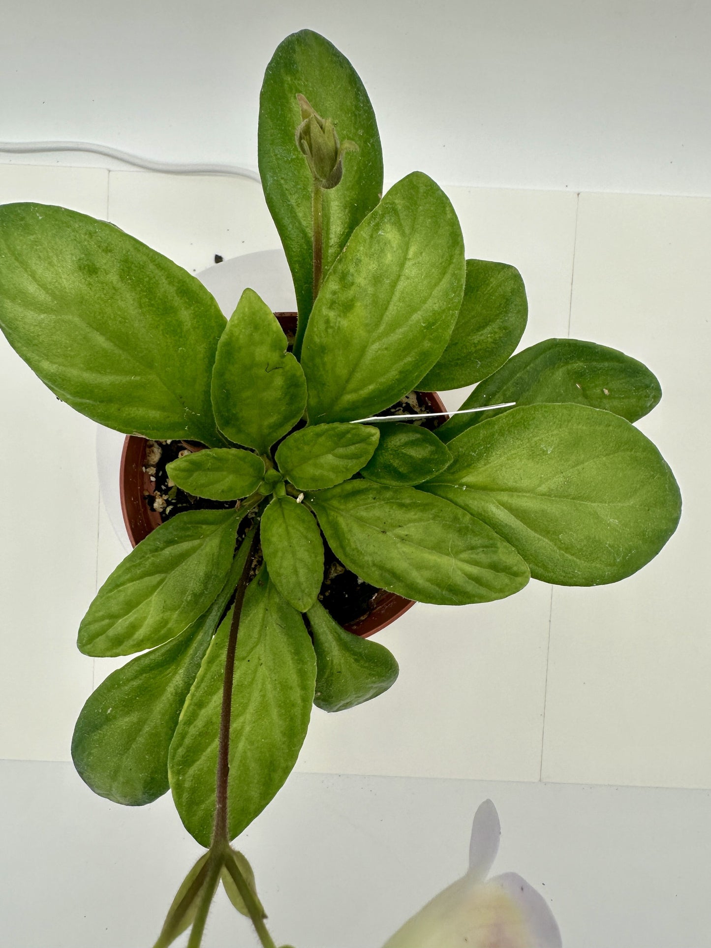 Souvenir Asian Violet (Primulina) - Live Plant 4"