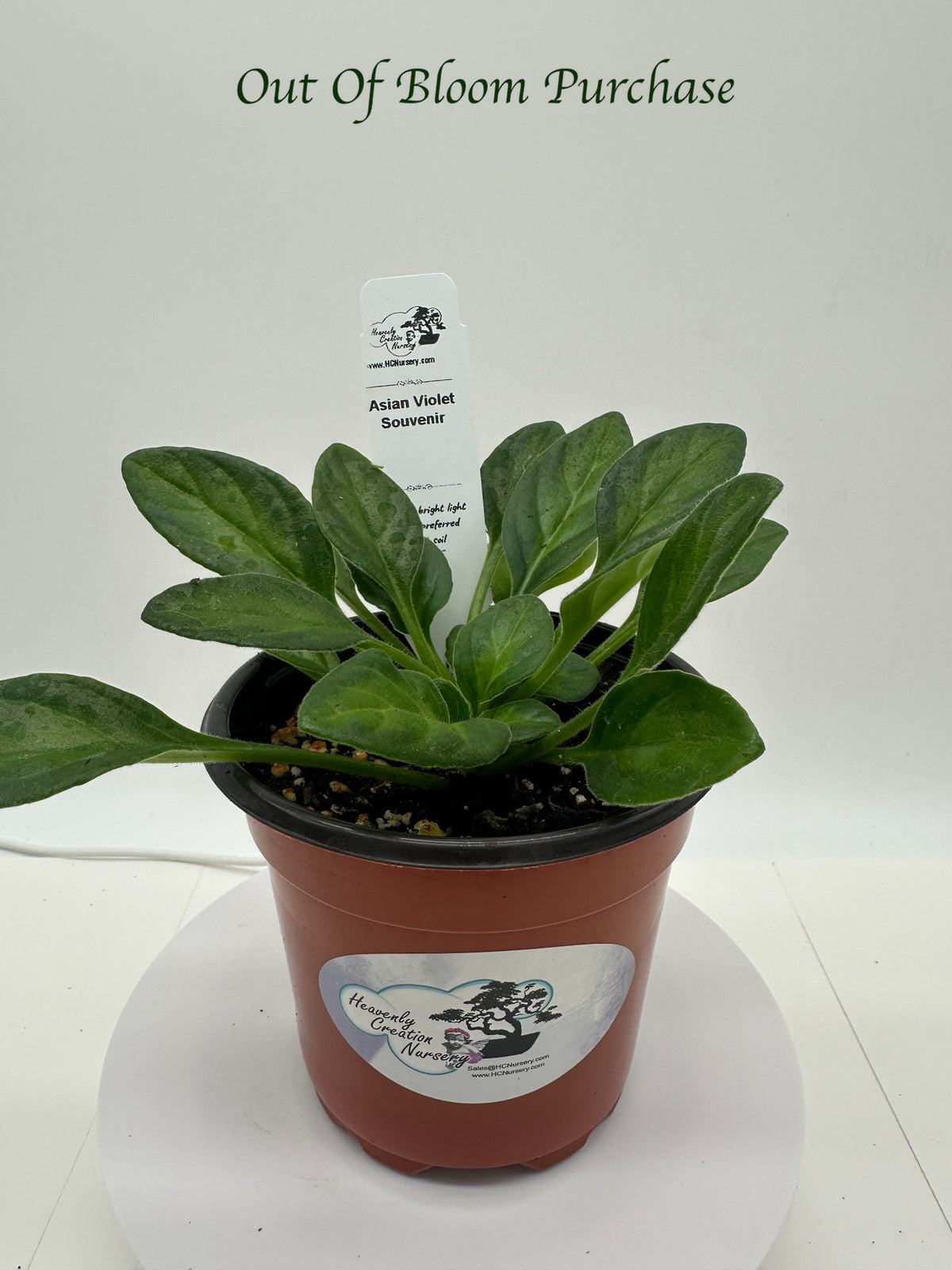 Souvenir Asian Violet (Primulina) - Live Plant 4"