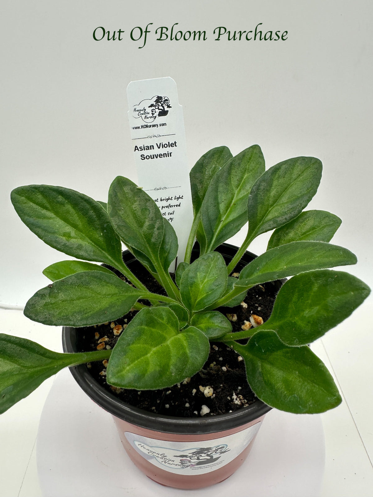 Souvenir Asian Violet (Primulina) - Live Plant 4"