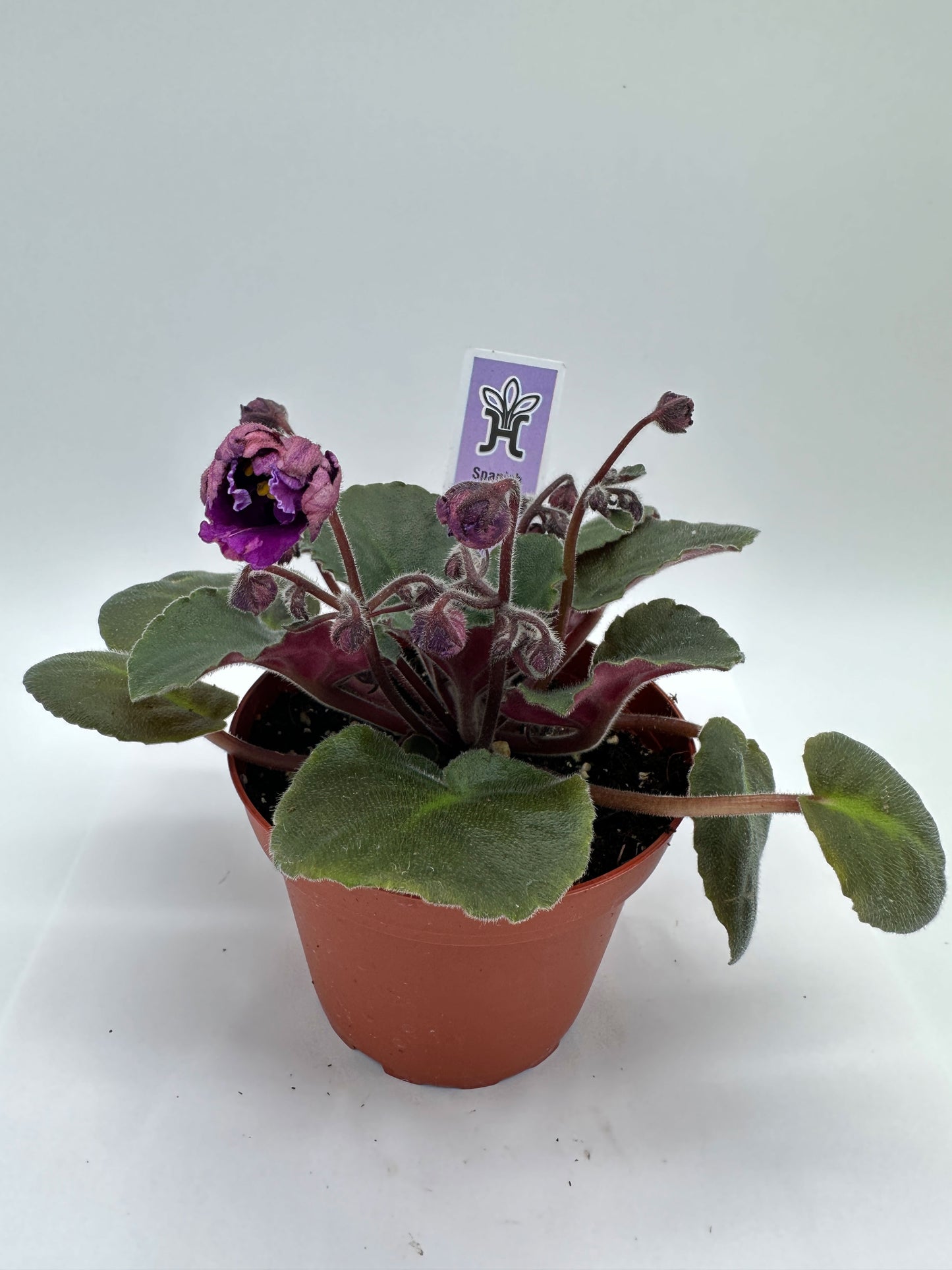 Spanish Dancer - Live African Violet 4"