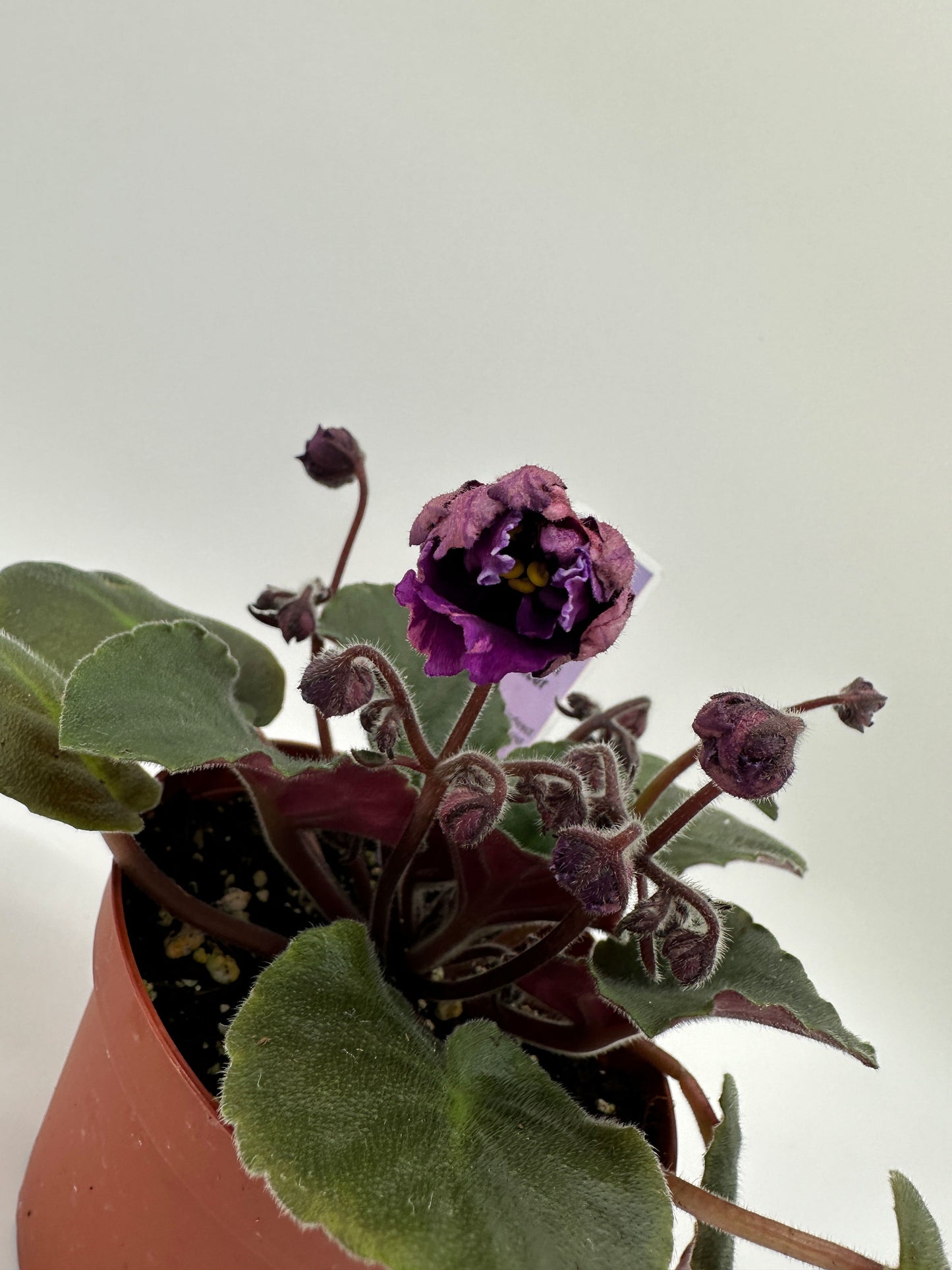 Spanish Dancer - Live African Violet 4"