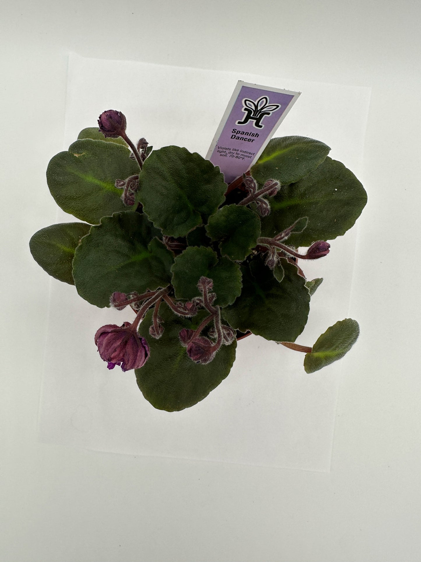 Spanish Dancer - Live African Violet 4"