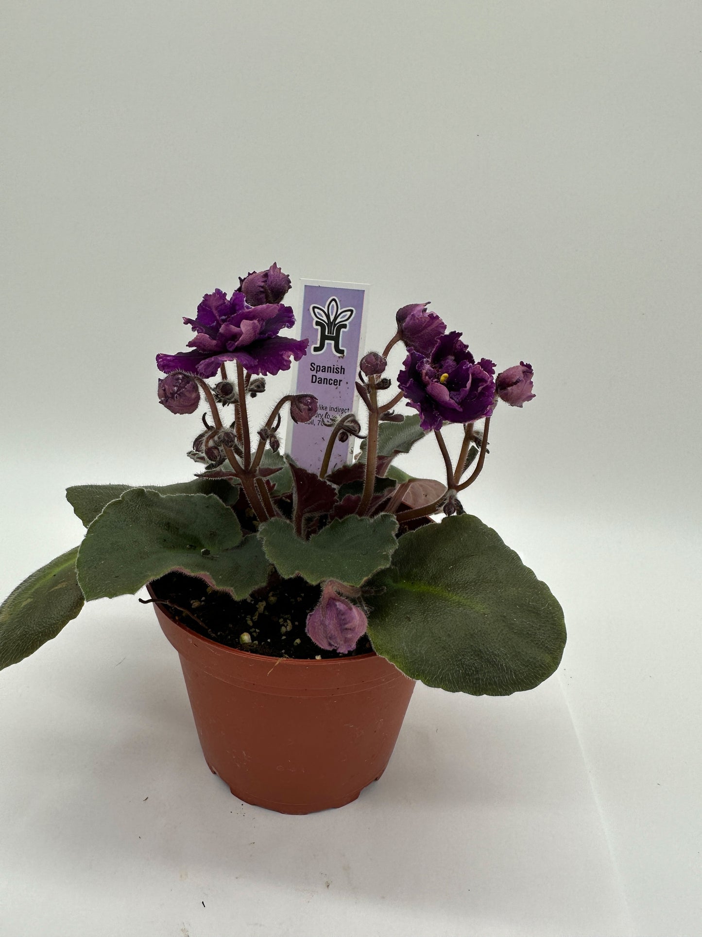 Spanish Dancer - Live African Violet 4"