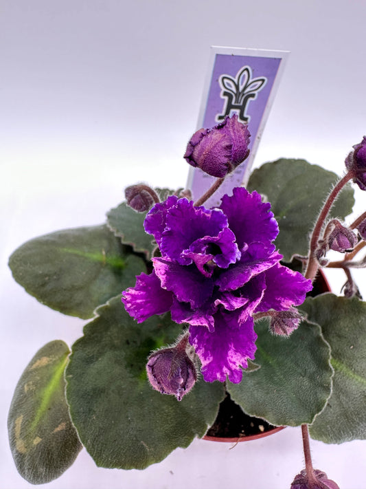 Spanish Dancer - Live African Violet 4"