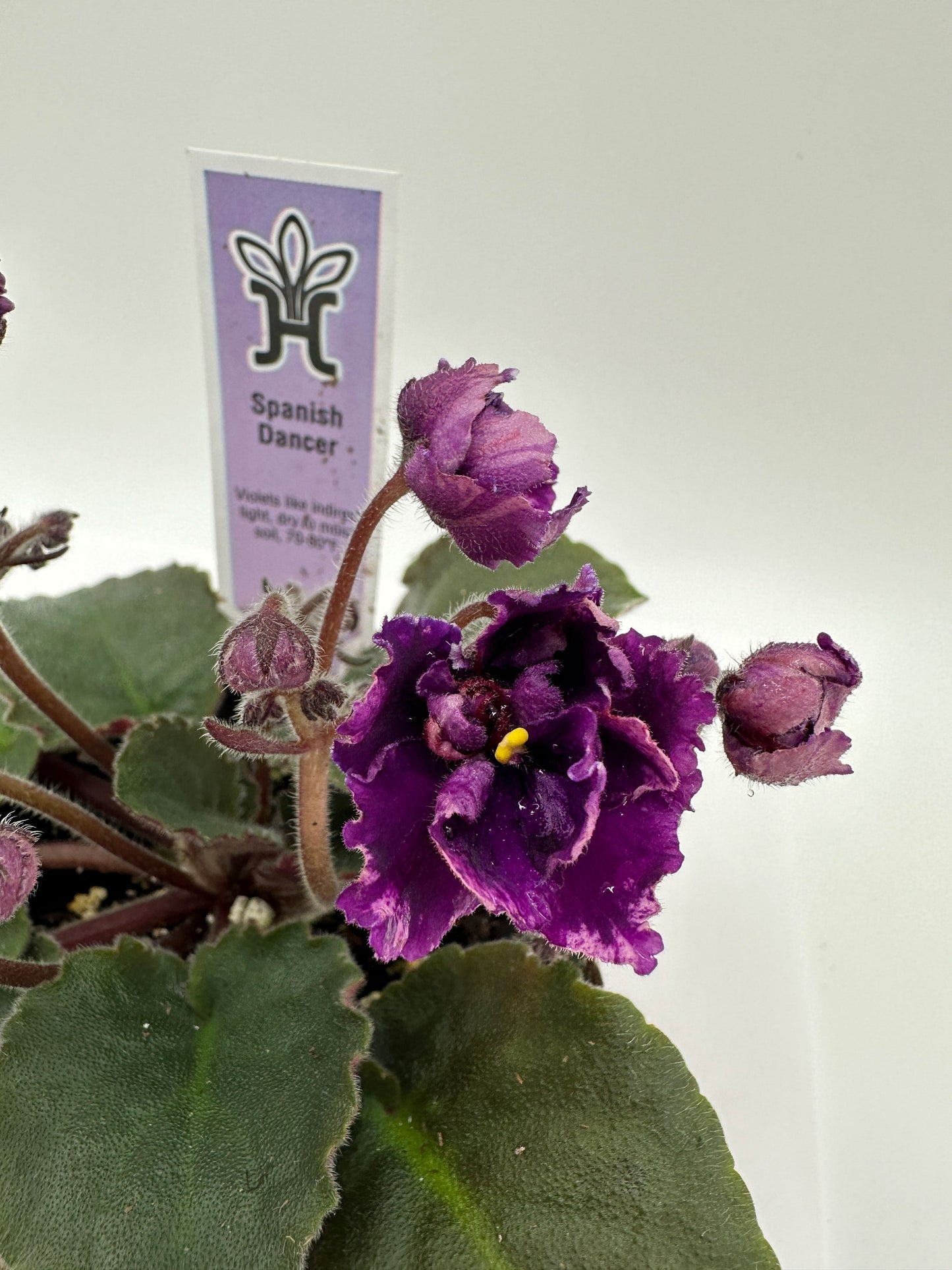 Spanish Dancer - Live African Violet 4"