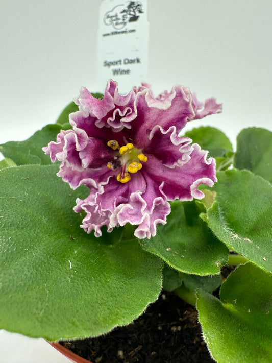 Sport Dark Wine - Live African Violet 4"