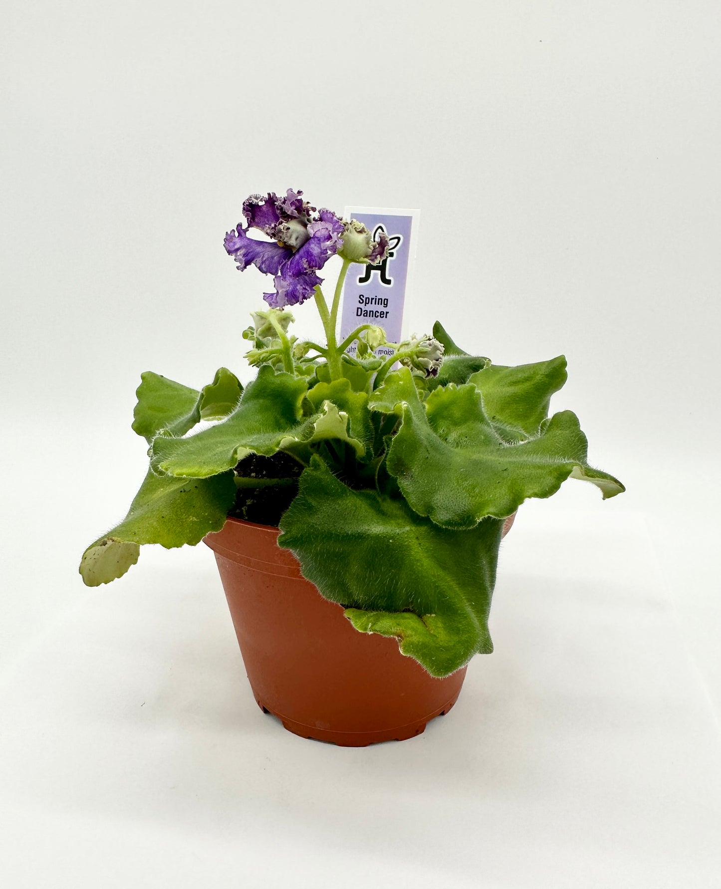 Spring Dancer - Live African Violet 4"