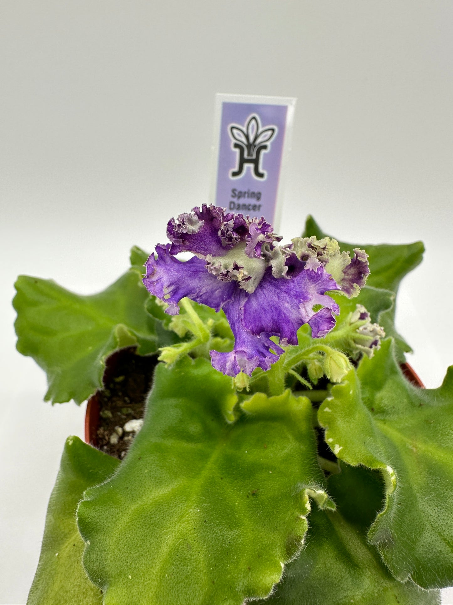 Spring Dancer - Live African Violet 4"