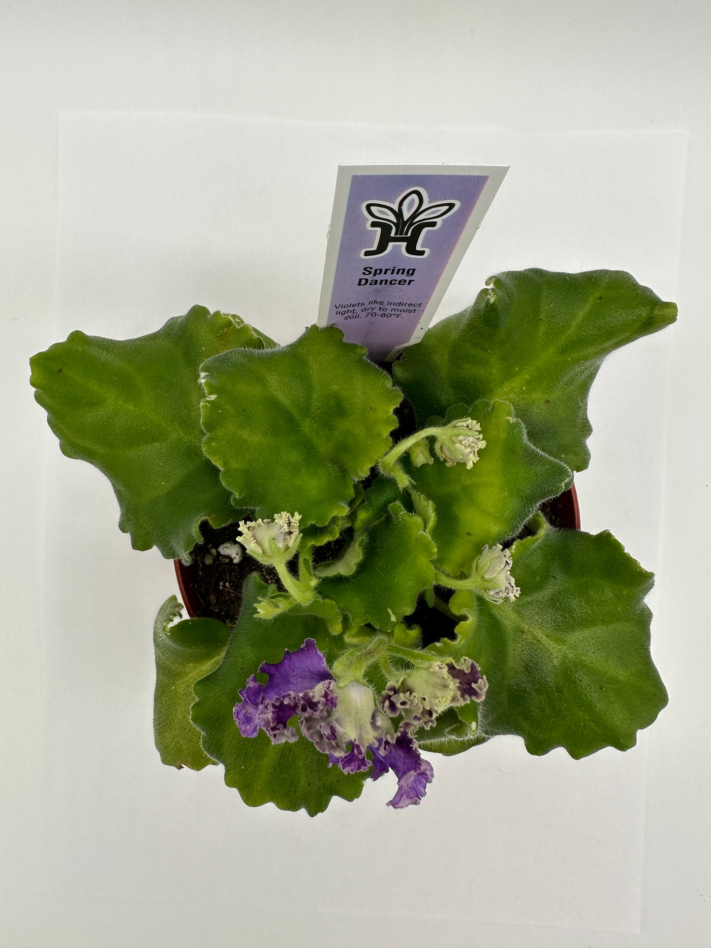 Spring Dancer - Live African Violet 4"