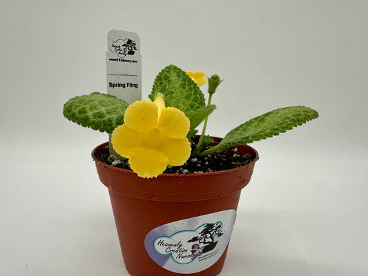 Spring Fling - Live Episcia 4" (Elite)